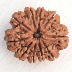 10 Face Rudraksha