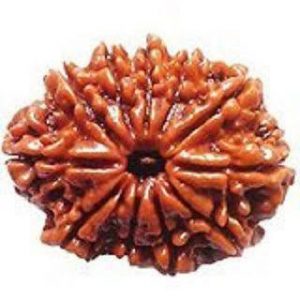 11 Face Rudraksha