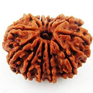 12 Face Rudraksha