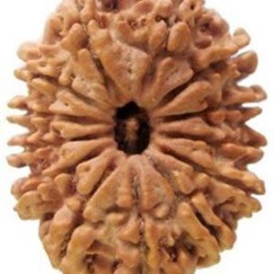13 Face Rudraksha