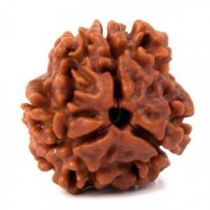15 Face Rudraksha