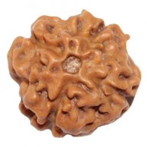 16 Face Rudraksha