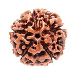 17 Face Rudraksha