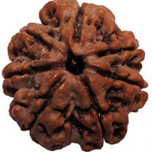 18 Face Rudraksha