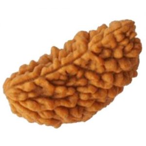 1 Face Rudraksha