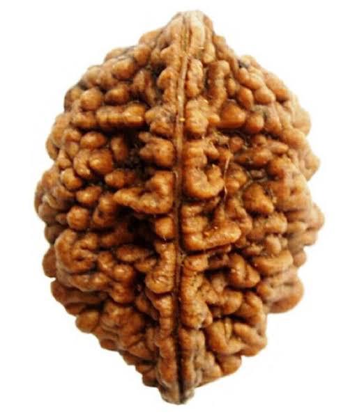 2 Face Rudraksha
