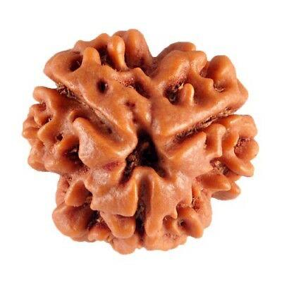 3 Face Rudraksha