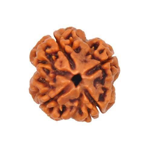 4 Face Rudraksha