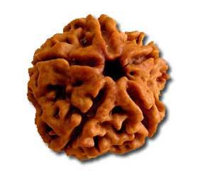 5 Face Rudraksha