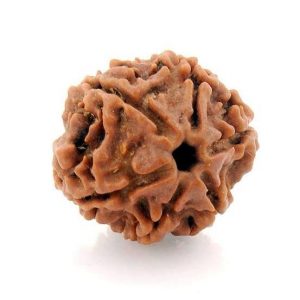 6 Face Rudraksha