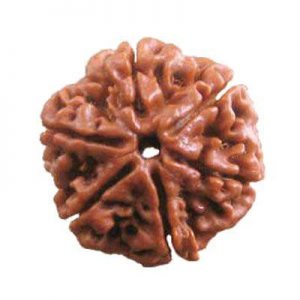 7 Face Rudraksha