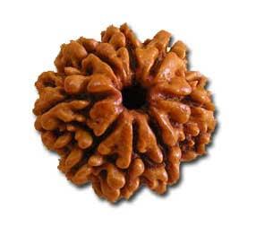 8 Face Rudraksha