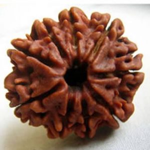 9 Face Rudraksha